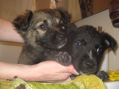 Ποιος θα τους χαρίσει ένα σπίτι;